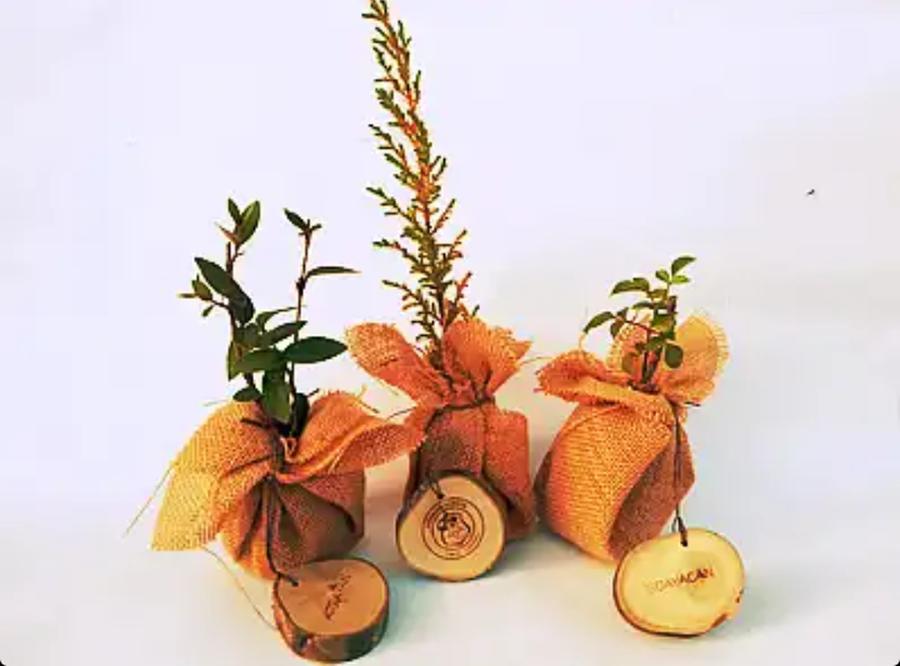 Marketing Ecológico y regalos biogerminables
