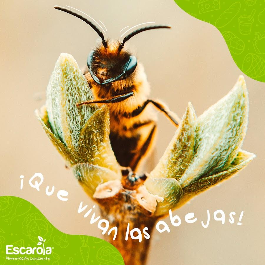 Escarola Orgánicos