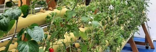 BoNi AQUAPONICS