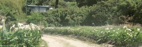 CAMPO VERDE ECOHUERTOS EN ALQUILER
