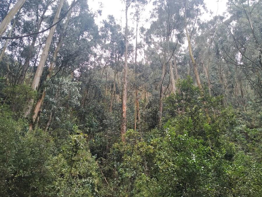 Cascada las Delicias