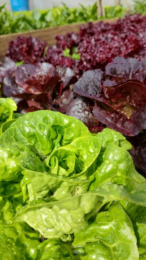 De la huerta fresco y saludable