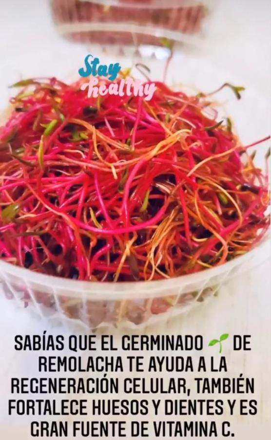 Germinados Americanos