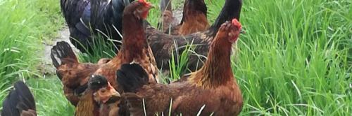 GRANJA EL PORVENIR