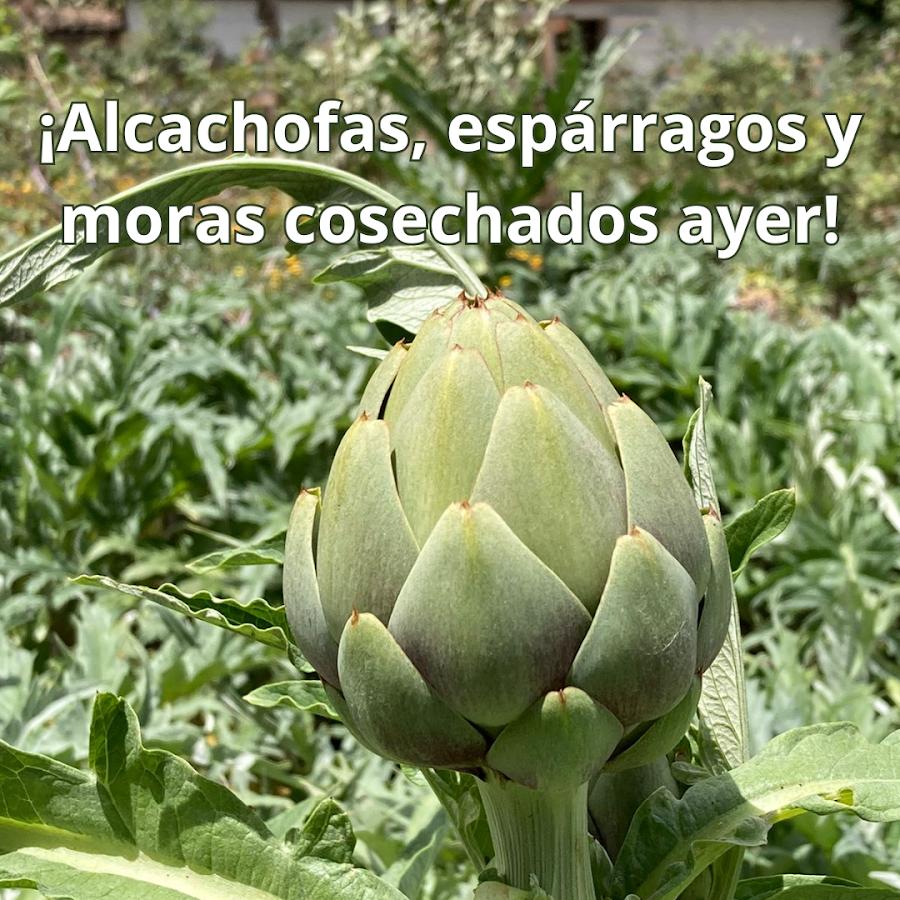 Hortalizas SAS