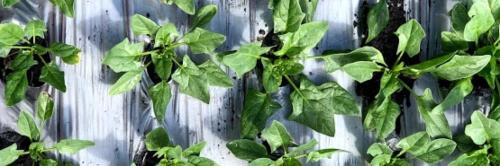 Horti Organiko